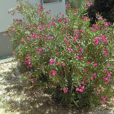 Apartament Kupine